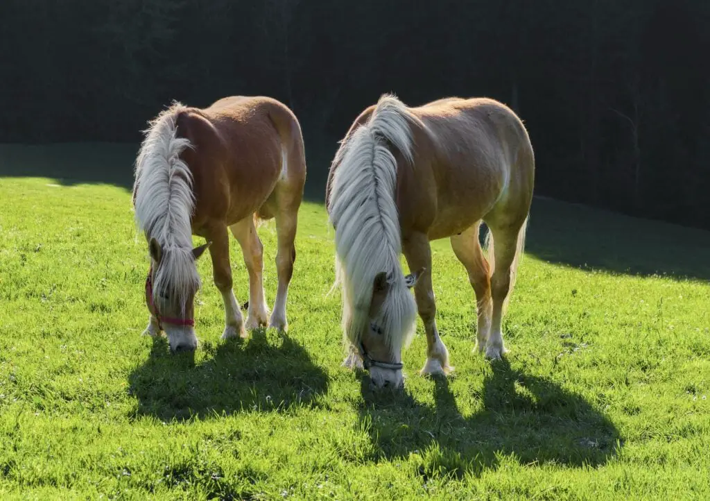 CABALLO HAFLINGER » Origen, Características, Usos Two Haflinger Ponys grazing on a green field. Bavaria, Germany