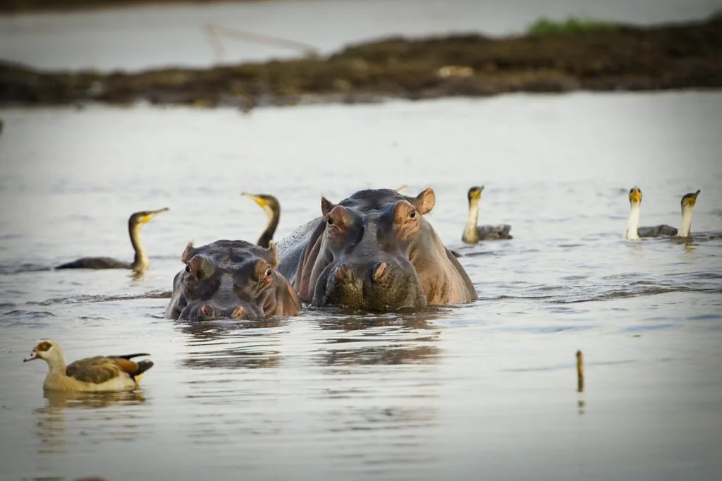 HIPOPÓTAMO AFRICANO » Características, Hábitat y Amenzas. Two large hippopotamus in African river