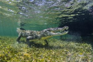 Underwater view of american saltwater crocodile on seabed, Xcalak, Quintana Roo, Mexico