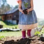 Unrecognizable small girl with strawberry plant in garden, sustainable lifestyle concept