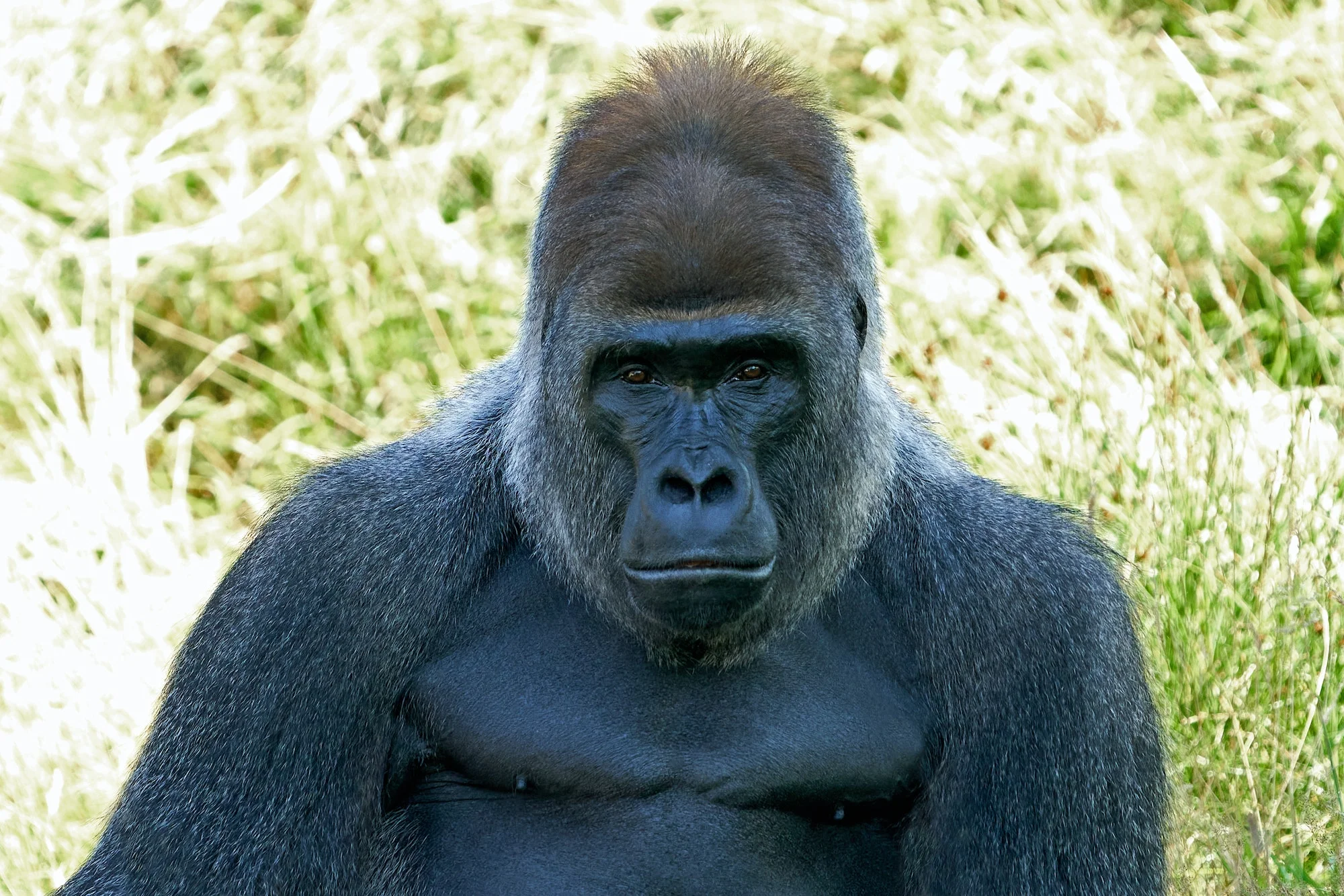 Western lowland gorilla (Gorilla gorilla gorilla)