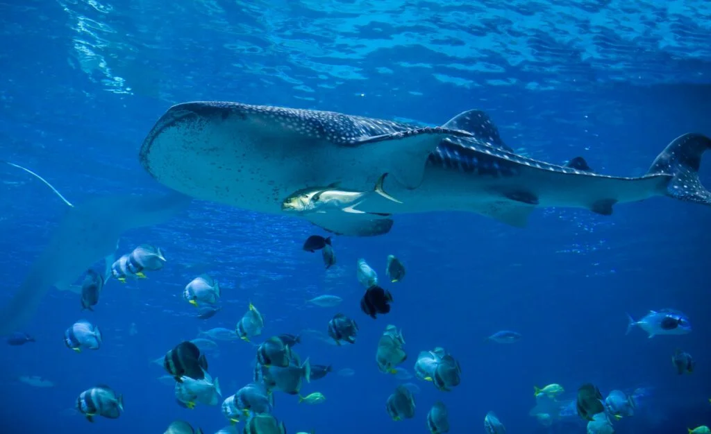 TAXONOMÍA DE LAS BALLENAS » Descripción completa whale shark