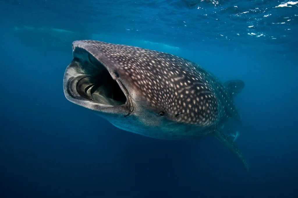 TAXONOMÍA DE LAS BALLENAS » Descripción completa Tiburón Ballena. Foto por Envato.