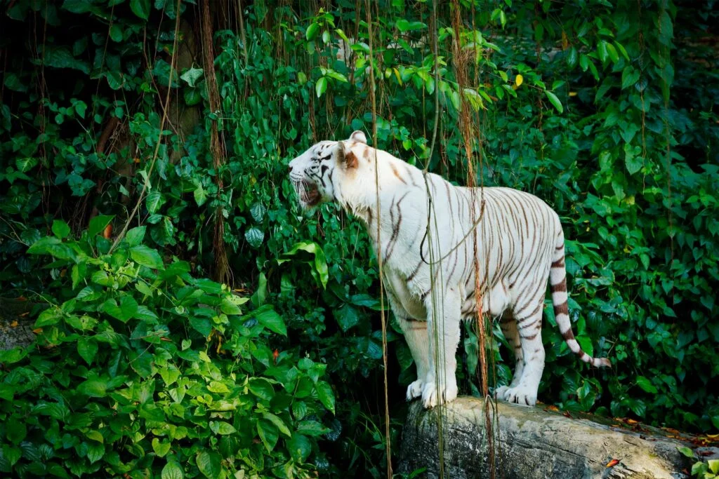 TIGRE » De dónde viene, Cómo es, Qué come White tiger