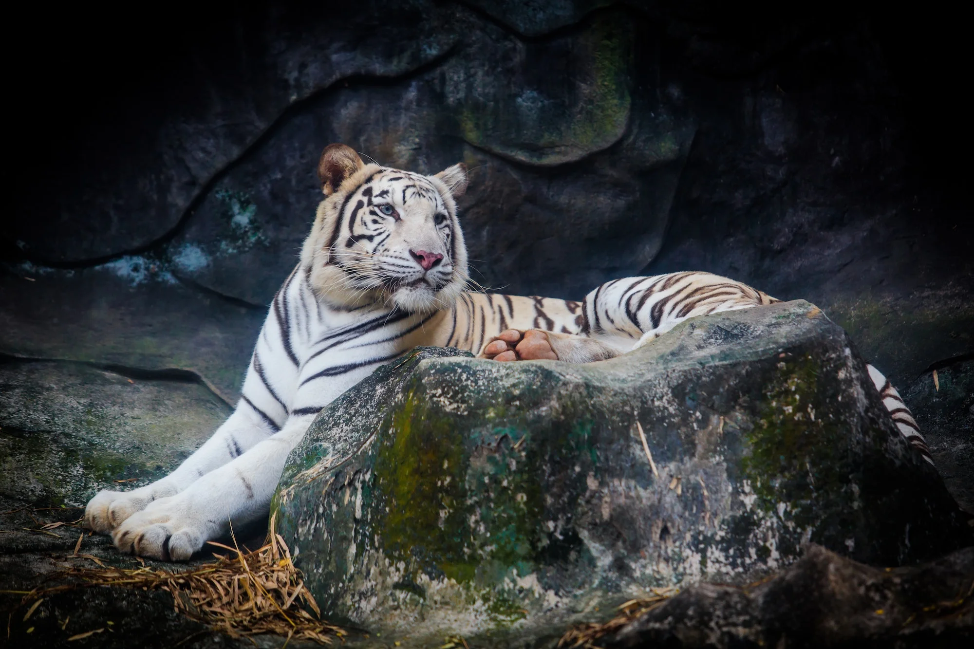 White tiger. Tiger On a Rock
