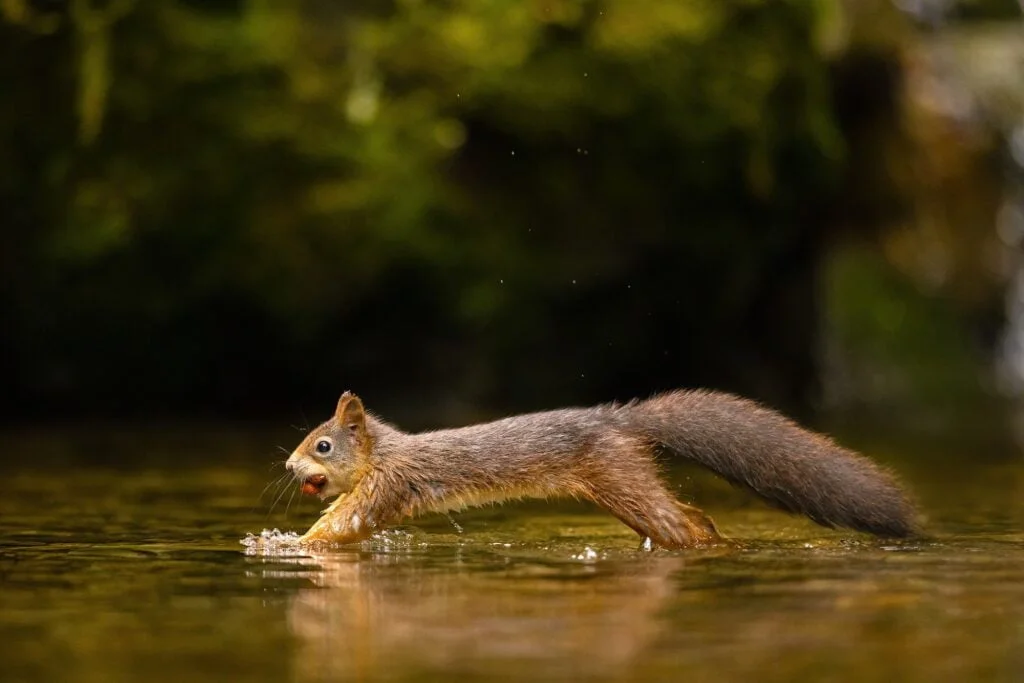 TAXONOMÍA DE LAS ARDILLAS » Descripción completa Wild red squirrel jumping in the water with a nut in mouth