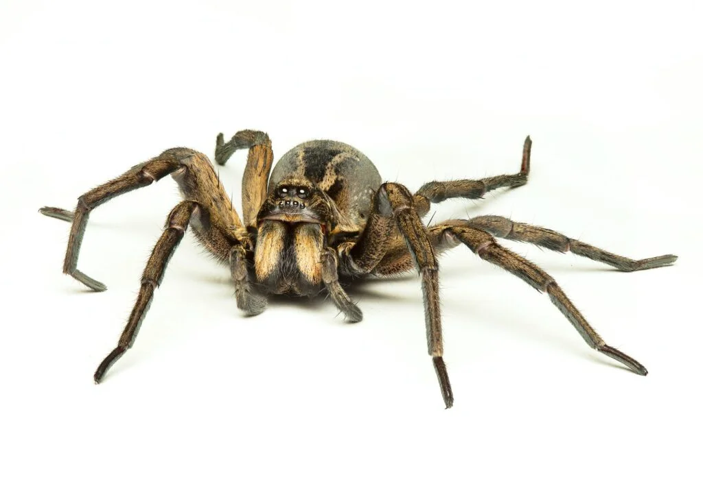 ARAÑA LOBO » Características, Hábitat, Veneno wolf spider