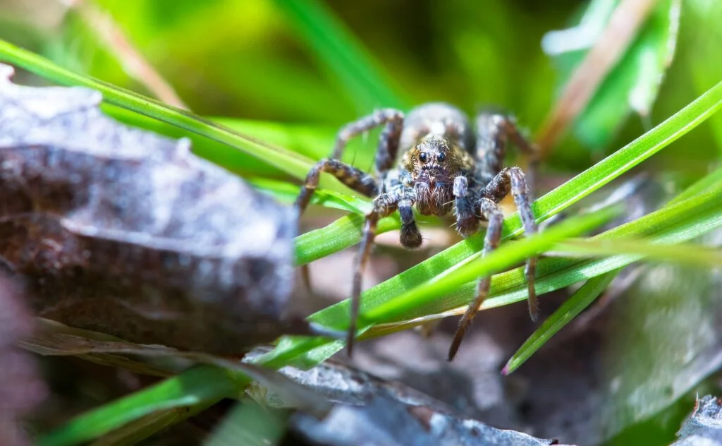 ARAÑAS MAS VENENOSAS » Características, Veneno Wolf Spider in the Grass in England