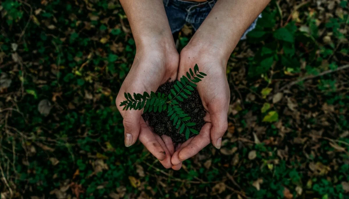 desarrollo sostenible green plant