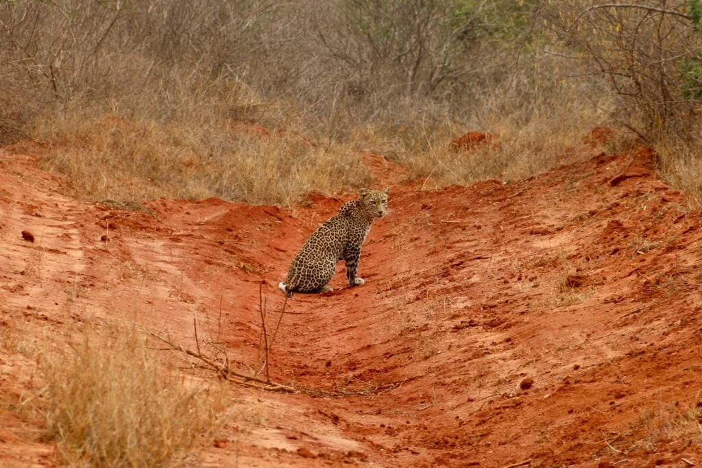 LEOPARDO AFRICANO » Características, Hábitat, Que come, Reproducción, Tipos De Leopardos Leopardo africano.
