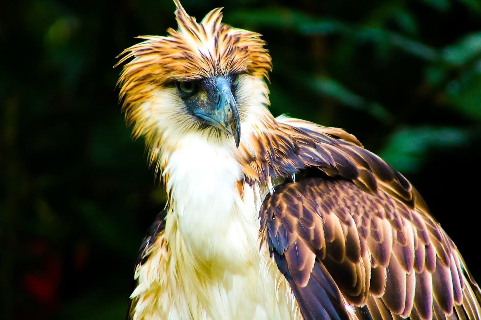 Águila Filipina
