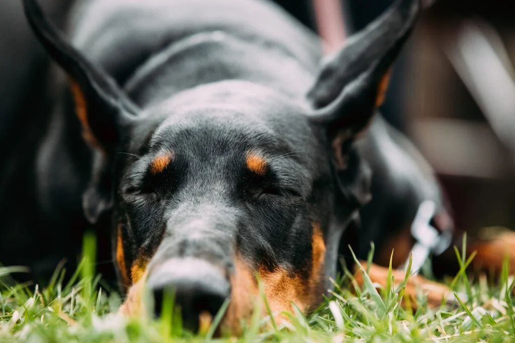DOBERMAN » Origen, Características, Alimentación Doberman. Foto por Envato.